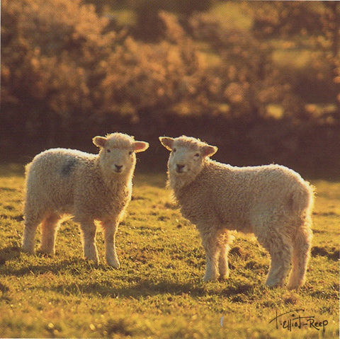 C072 - Lamb Halo - Blank Card - Square