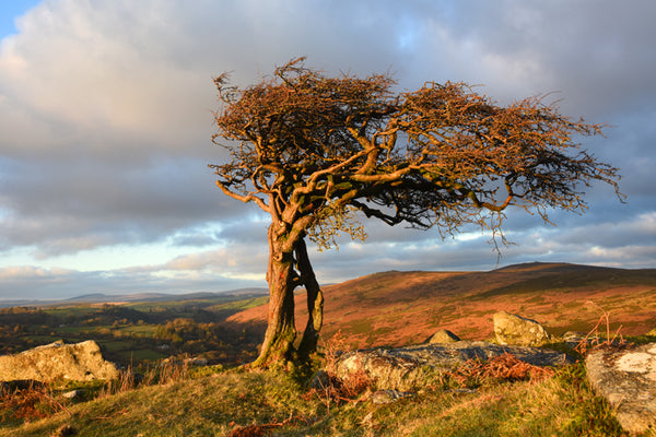 CA021 - Dartmoor 2021 Calendar