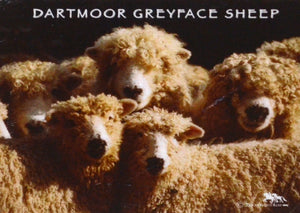 M03 - Greyface Sheep Fridge Magnet