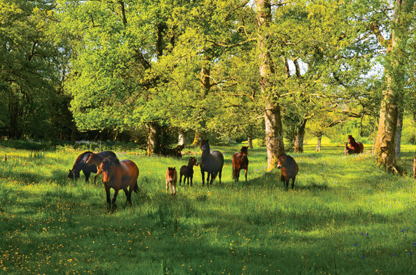 CA022 - Dartmoor 2022 Calendar