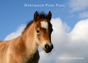 M01 - Dartmoor Pony Foal Fridge Magnet