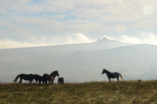 CA022 - Dartmoor 2022 Calendar