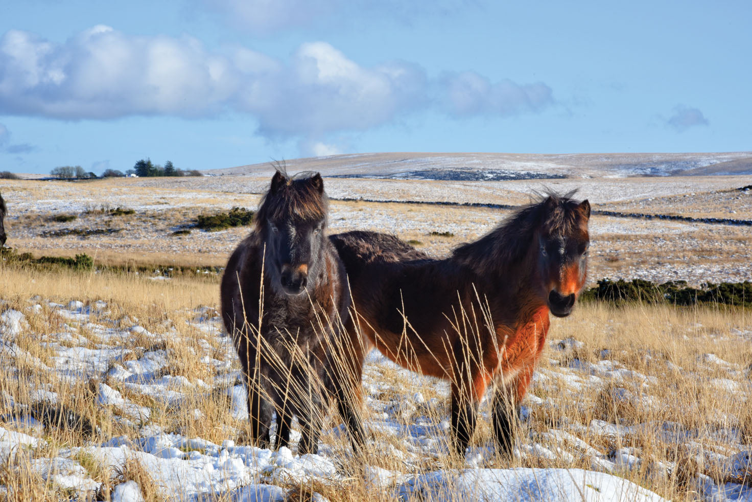 CC015 - Series 15 - Christmas Cards - Including 4 Different Photos with Ponies - Pack of 10